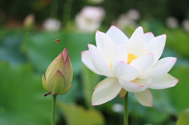 Tướng tùy tâm chuyển Tướng tùy tâm chuyển