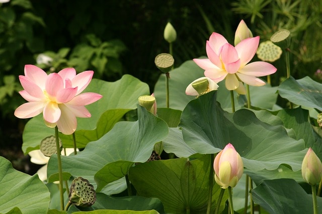 Những câu nói hay của các vị thiền sư Những câu nói hay của các vị thiền sư